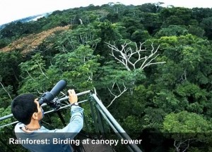 faceperu-birding-at-canopy-tower-opt