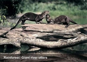 faceperu-giant-river-otters-opt