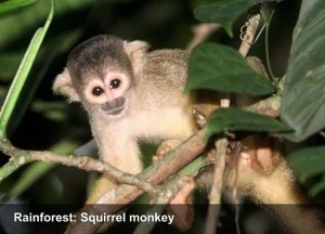 faceperu-rainforest-squirrel-monkey-opt
