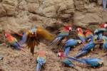 macaws-rainforest-600x400-c