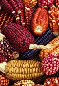 peru culinary tour, many varieties of corn