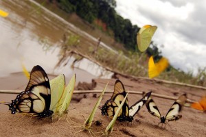 rainforest-butterflies