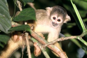 squirrel monkey in the rainforest of Peru