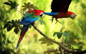a couple of macaws in the peruvian amazon rainforest